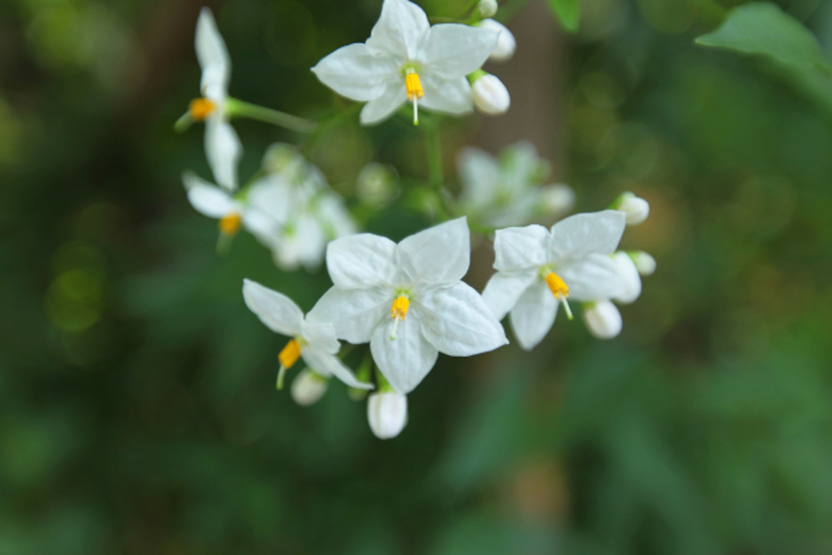 Dallas Morning News writer Mariana Greene uses her own backyard garden and chicken coop...