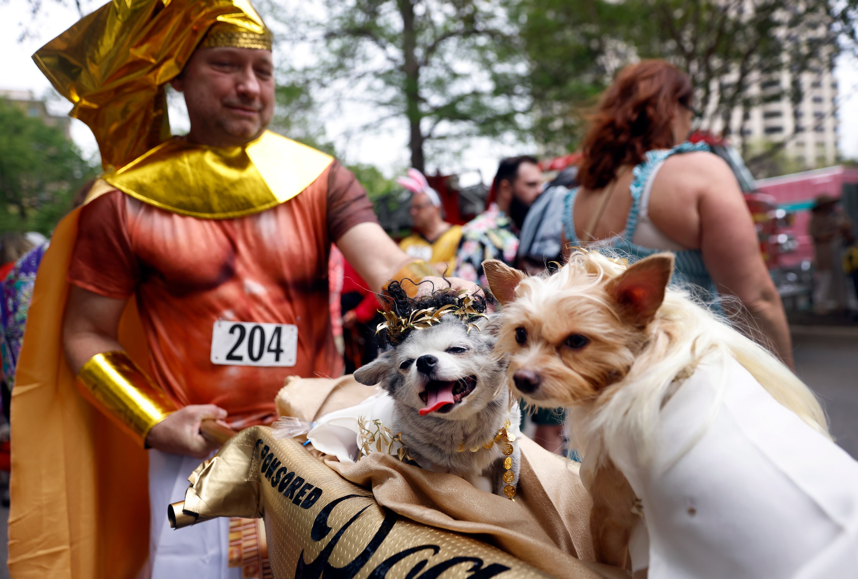 A Yorkie-mix named ‘Ameera’ and Chihuahua ‘Akeem’ ride in a Palanquin carried by Chris Cook...