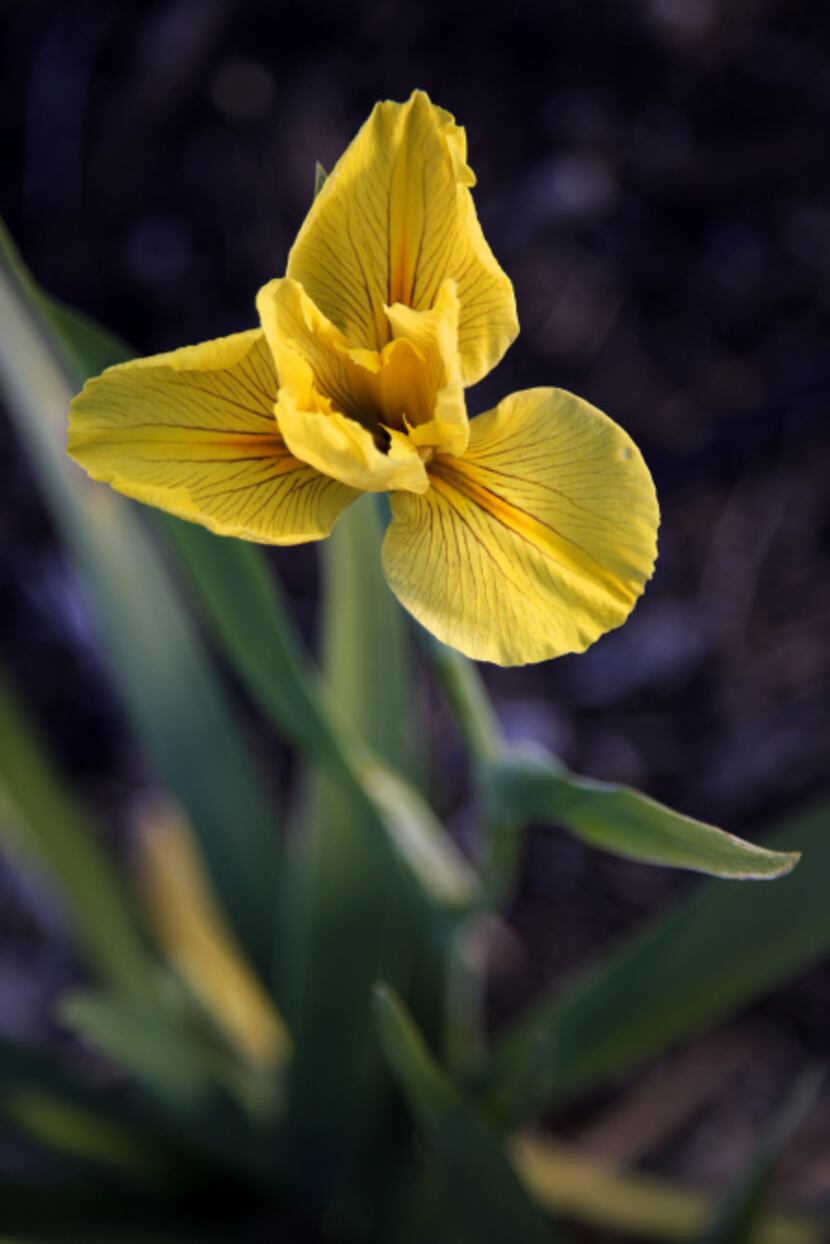 Seedling # 09-06 Louisiana iris, by hybridizer P. O'Connor, has not been introduced yet....