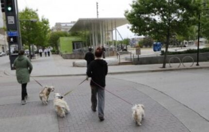  Dog owners walk their pups to Main Street Garden Park, one of many new green spaces that...