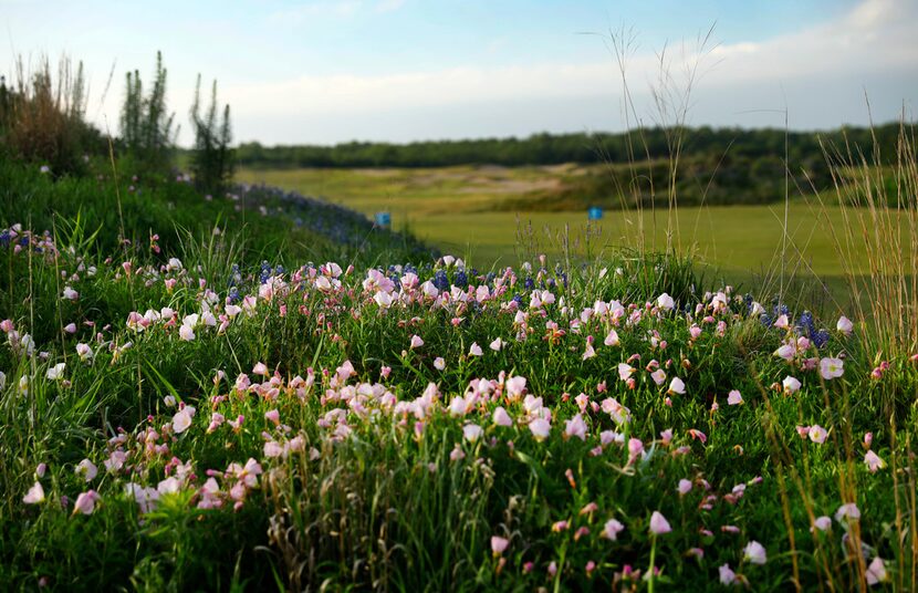 Wildflowers populate a sandy mound near the first tee box at the new Trinity Forest Golf...