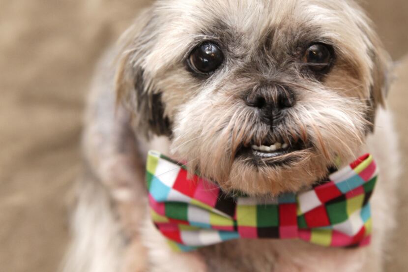 Emma wears a bow tie made by Coley's Collars, custom stylish collars for pets, in creator...