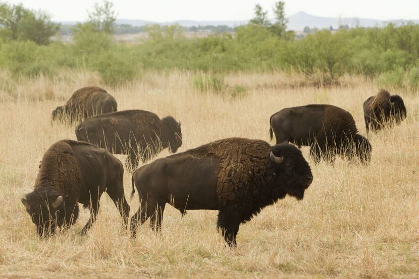Southern Plains bison graze on their 700-acre expanded range of restored native prairie at...