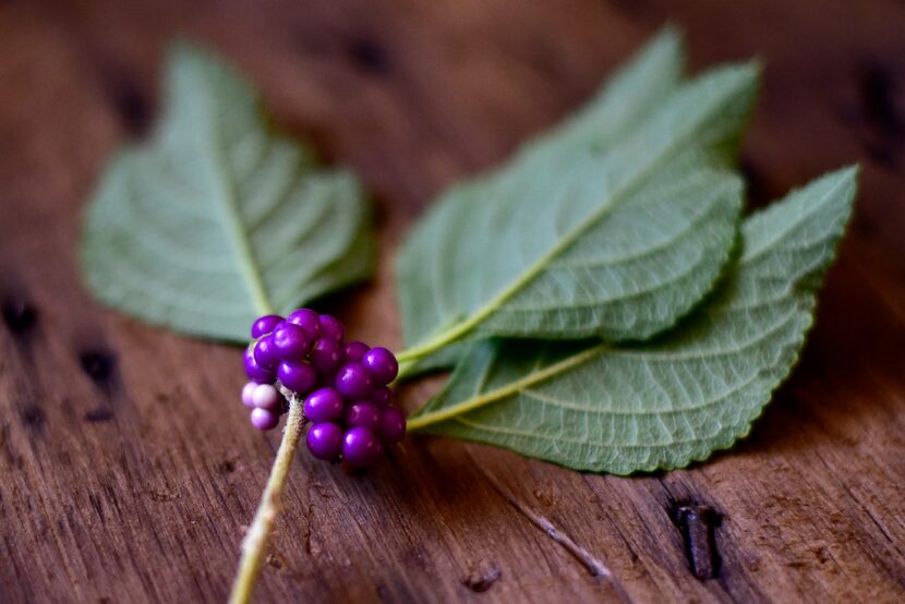 American beautyberry