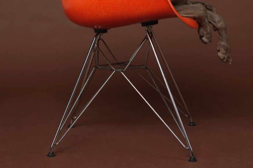 Eames Low            © William Wegman          courtesy of Barry Whistler Gallery