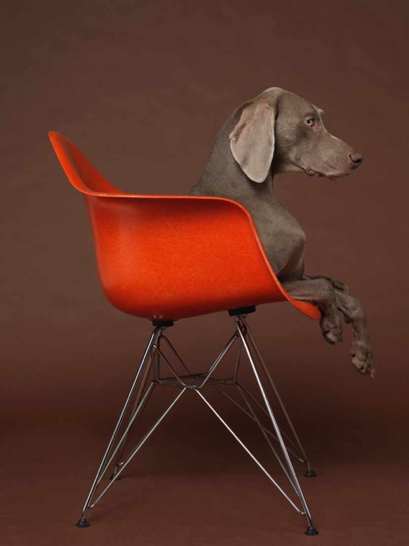 Eames Low            © William Wegman          courtesy of Barry Whistler Gallery