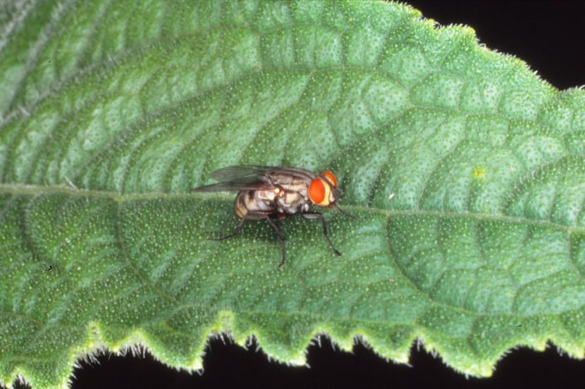 Tachinid flies come in thousands of species, all of which help control pest insects.