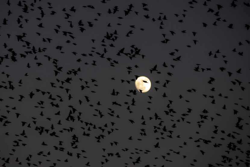 A flock of birds fly over Dallas as a the moon rises. The Dallas skyline can be hazardous...