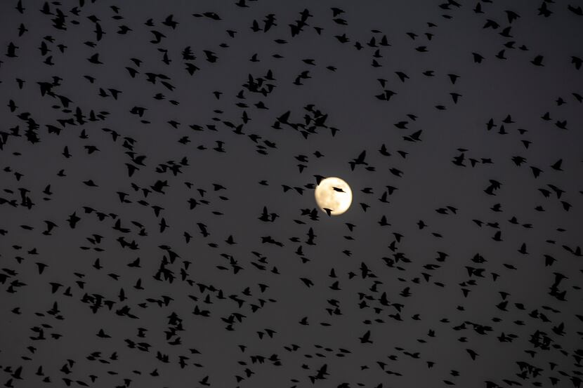 A flock of birds fly over Dallas as a the moon rises. The Dallas skyline can be hazardous...