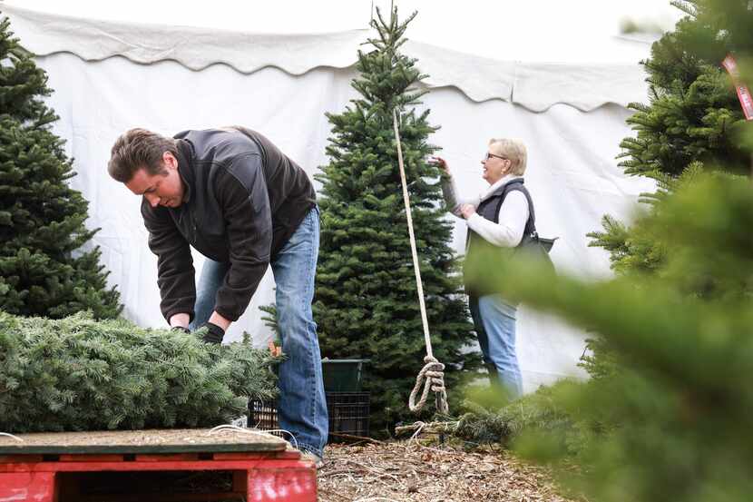 Owner John Patton unstrings a bundled tree as Candace Cain looks at the branches of another...