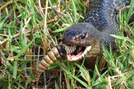 A Texas indigo snake devours a rattlesnake, saving the rattle for last. 