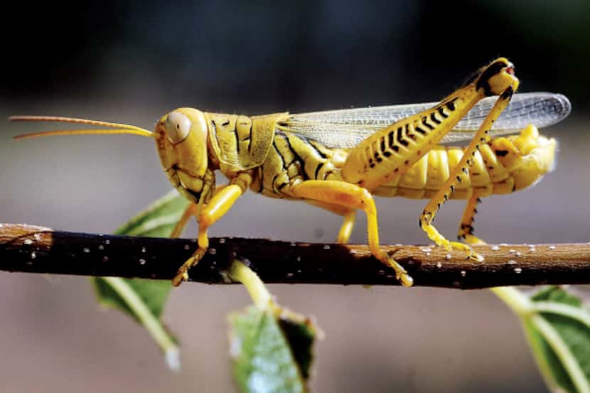 Safe, organic sprays repel or kill summer's usual plague of grasshoppers, which eat...