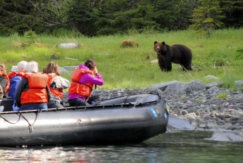 A Zodiac group encounters a brown bear up close and personal on the shore of Fox Island.