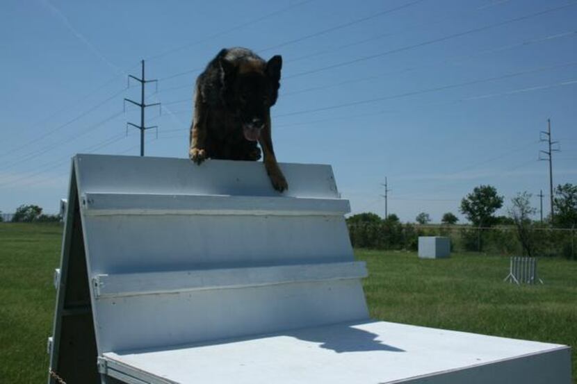 
Coppell police dog Spyke climbs over an obstacle on a training course at UNT’s Discovery...