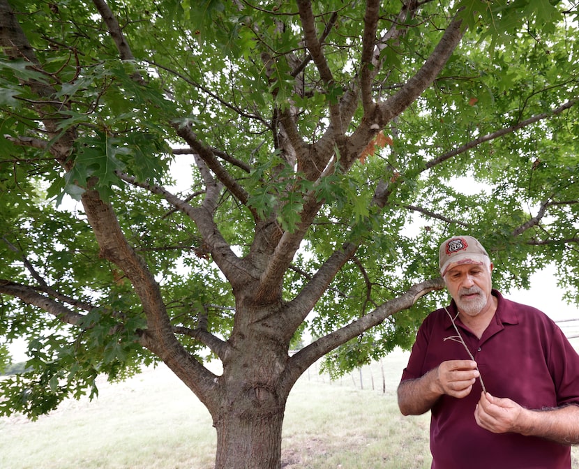 Mo Manouchehripour examines the first tree he planted on the edge of his land in Anna, TX,...