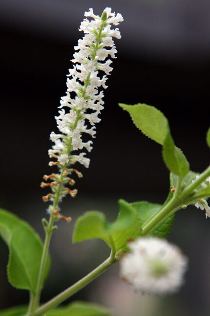 Aloysia Virgata, also known as Sweet Almond Verbena