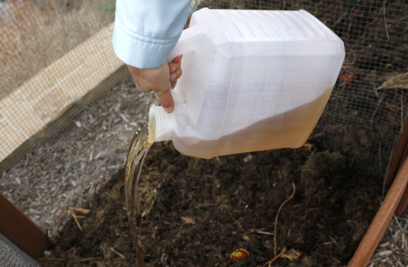 Volunteer Emma Livingston pours molasses water on a compost pile at Plano Environmental...