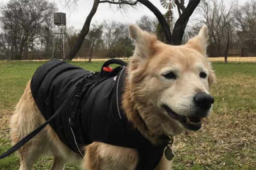 B.K. attemded a recemt dpg-friendly walk at Cedar Hill State Park.