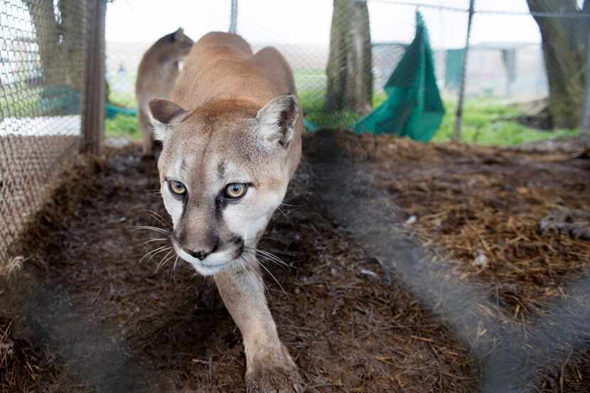 Brookhaven College is warning its students about a mountain lion sighting, though a Farmers...