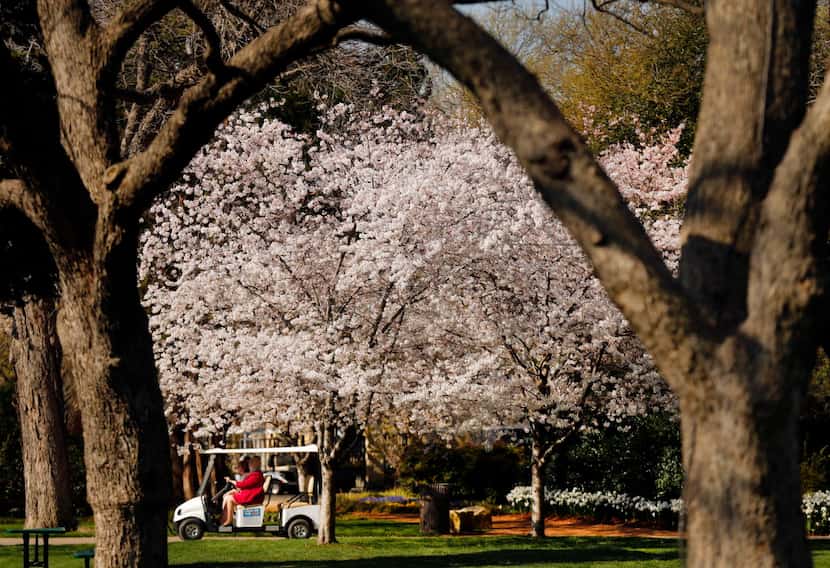 Cherry blossoms at the Dallas Arboretum, March 24, 2015.
