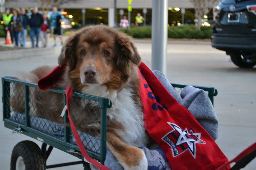 Pucks 'n Paws Night on Sunday will feature a dog-friendly section and intermission...