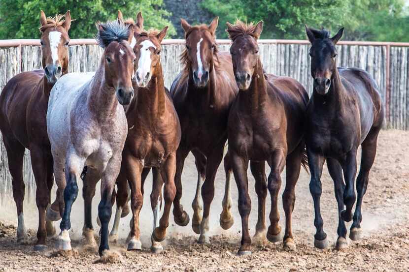 
Darren Blanton owns 45 horses from High Brow Cat’s line. The 1,300-plus offspring have...