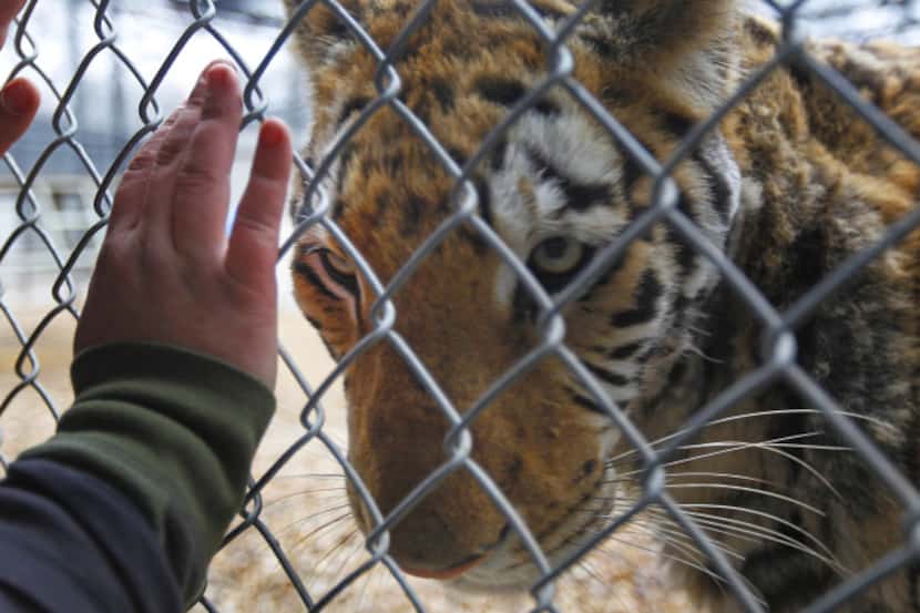 In-Sync Exotics in Wylie recently took in several big cats, who were being taken care of...