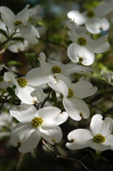 Flowering dogwood (Cornus florida) spring flowers
