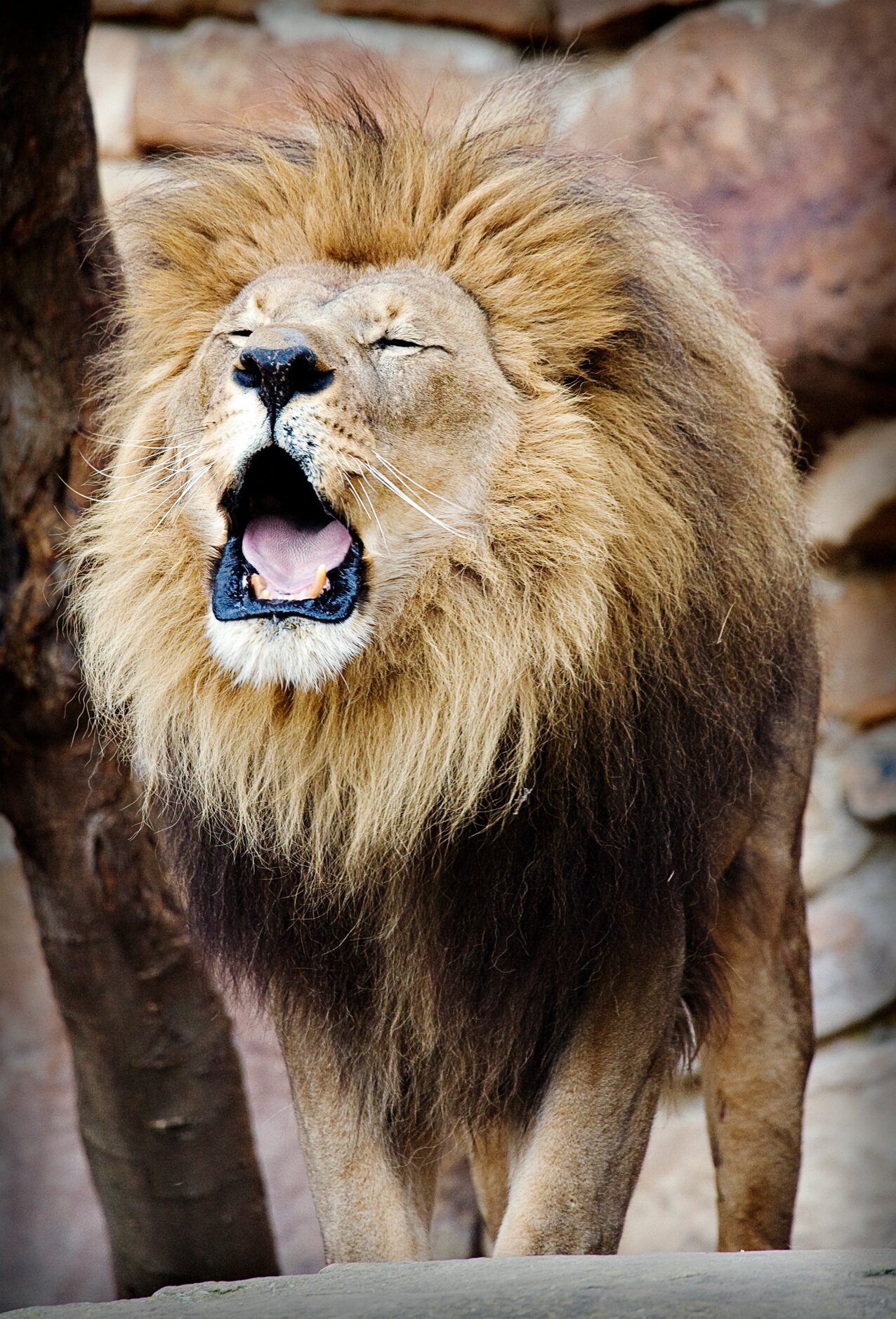 "Bring...me...my..breakfast....NOW!" said Chandra Brooks of her photo "I Said.." 