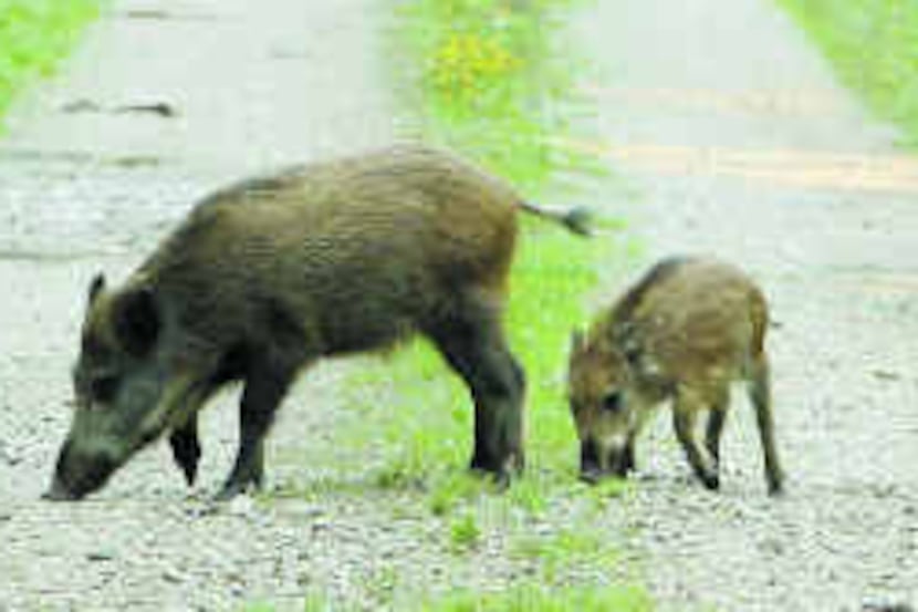  In Chernobyl, boars are among the species most susceptible to long-term consequences of the...