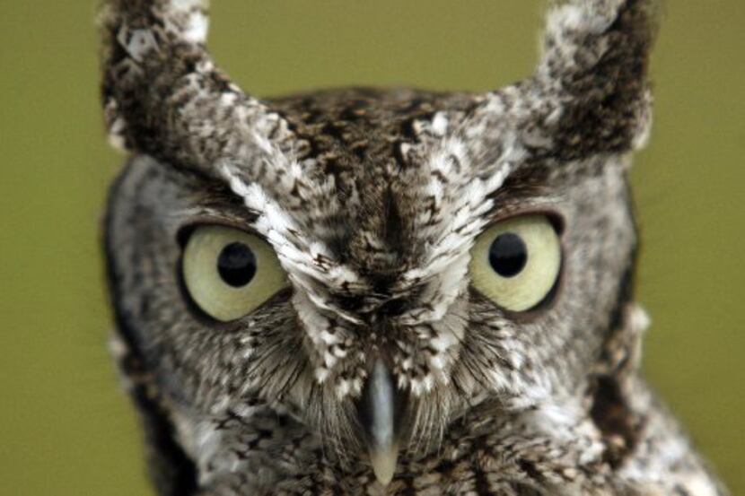 This Eastern screech owl was on display at the Lewisville Lake Environmental Learning and...