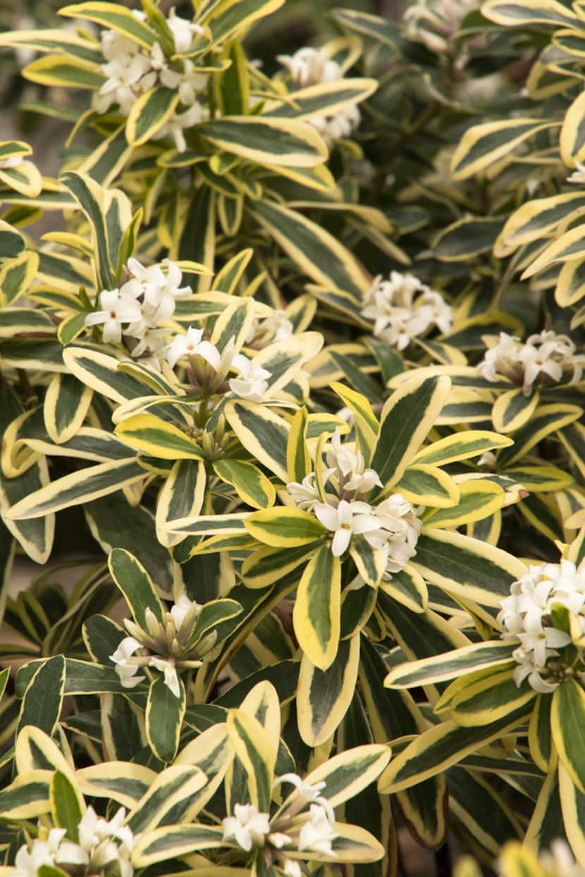 'Moonlight Parfait' Winter daphne from Monrovia 