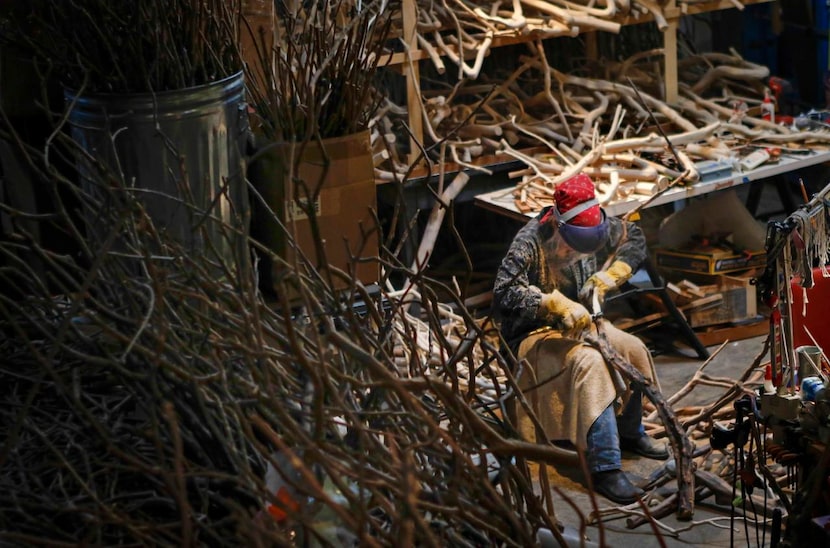 
Owens removes most bark layers on the crape myrtles’ limbs and trunks by hand, using pen...