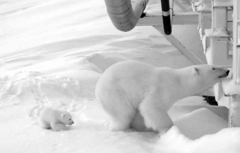 In 2017, Hilcorp oil field workers spotted a polar bear den and helped restrict activity...