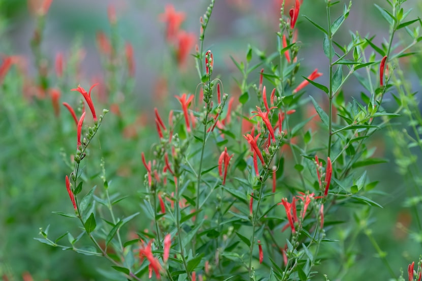 flame acanthus