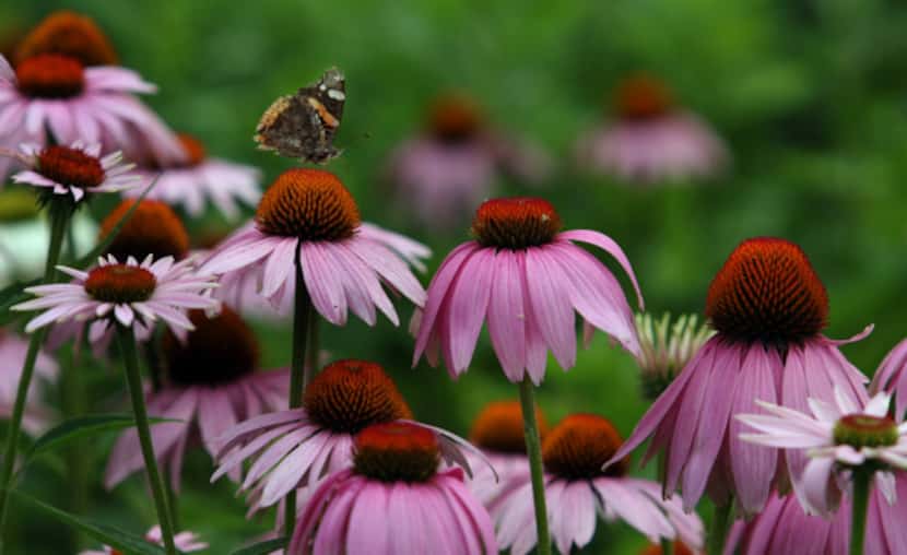 A red admiral butterfly feeds on purple coneflowers in a prairie planting behind a house in...