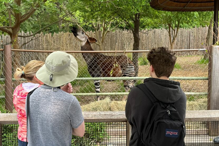 People observe one of the Dallas Zoo’s okapi as they wait for the total solar eclipse on...