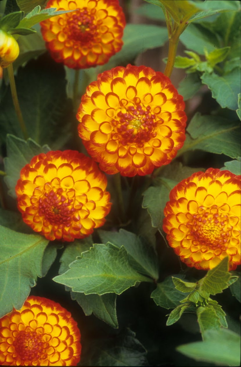 'Little Beeswings' dahlia. 