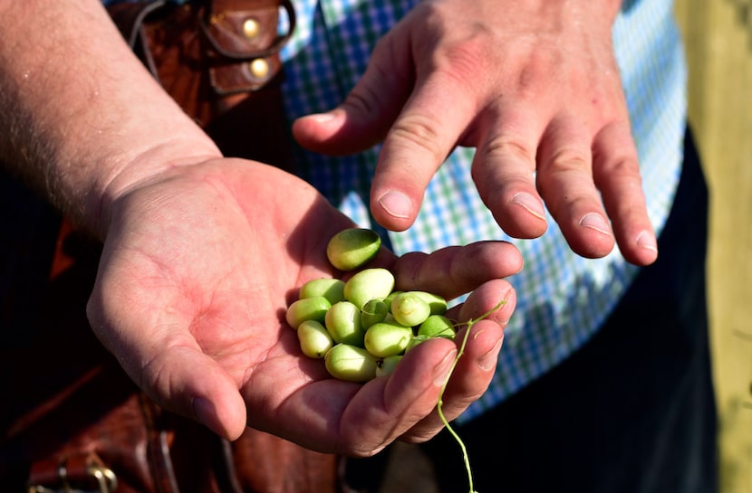 Daniel Cunningham, a horticulturist from Texas A&M AgriLife Research Center, holds a batch...