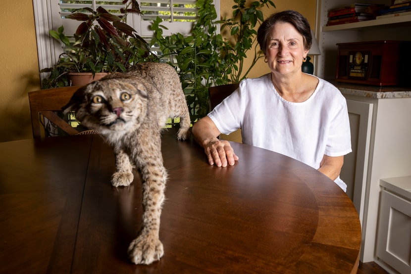 Mountain lion advocate Monica Morrison sits with her taxidermy bobcat Terry at her home,...