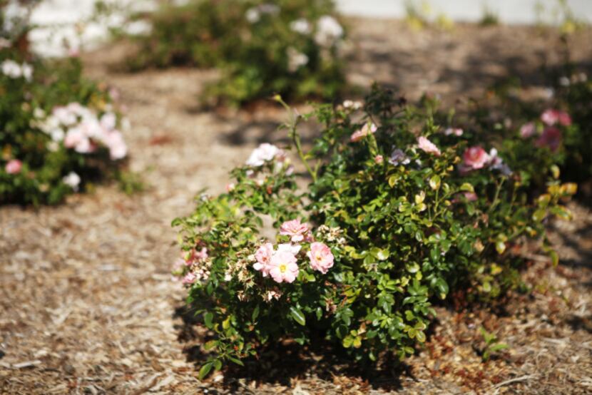 Drought-tolerant plants, including ground-cover roses, are routine landsaping choices in...