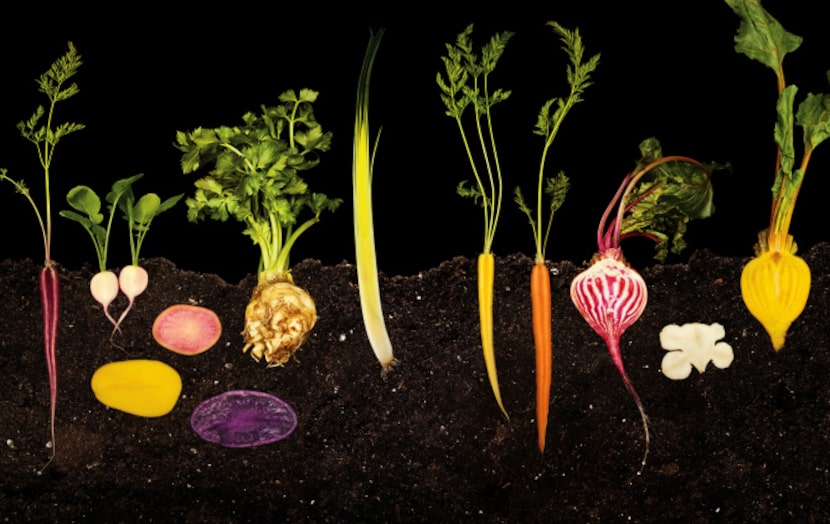 A cutaway of a vegetable garden. From "The Photography of Modernist Cuisine," by Nathan...