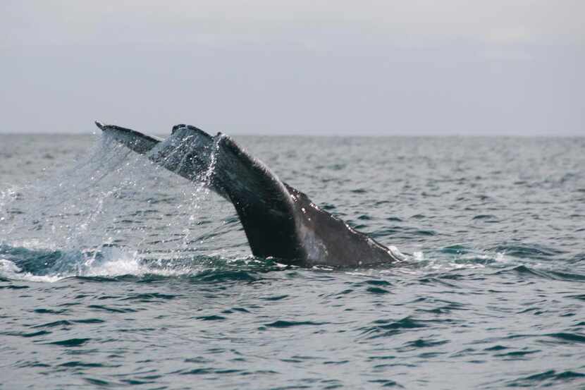 When the whales  dive, their flukes usually come out of the water.