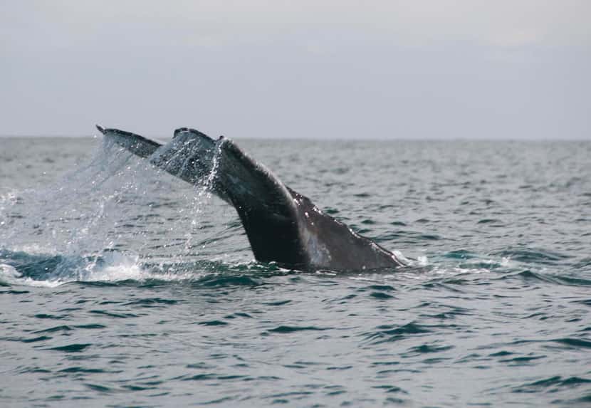 When the whales  dive, their flukes usually come out of the water.