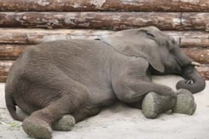  Male Tendaji napping on a sand mound. (Courtesy/Dallas Zoo)