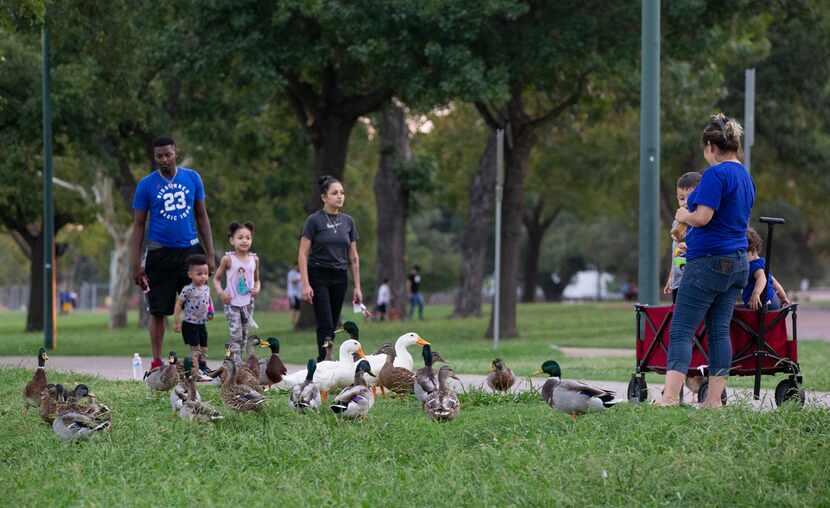 Families watch the ducks on the northern side of Bachman Lake Park. The park attracts people...