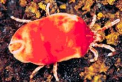 Don't let chiggers ruin your spring outing. They are nearly microscopic, about 1/50th of an...