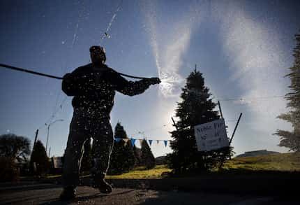 Jose Flores sprays down Noble and Douglass fir Christmas trees with water on a warm...