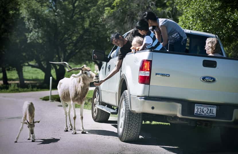 A group of tourists feed an Addax at Fossil Rim Wildlife Center in Glen Rose, Texas