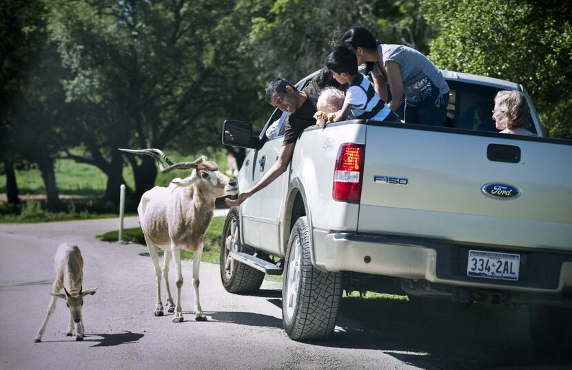 A group of tourists feed an Addax at Fossil Rim Wildlife Center in Glen Rose, Texas